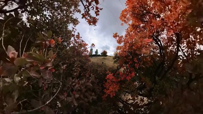 秋天的红树抽象的背景。广角视角。