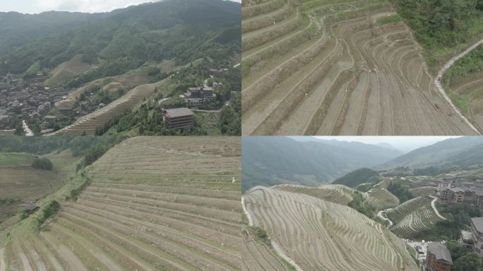 广西桂林龙脊梯田平安壮族 梯田稻田 航拍