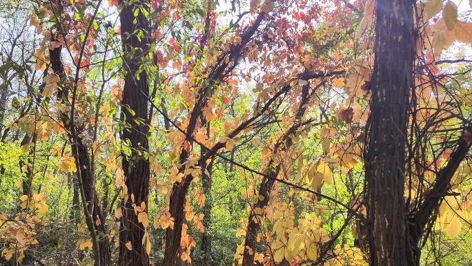 微风中的秋叶色彩斑斓