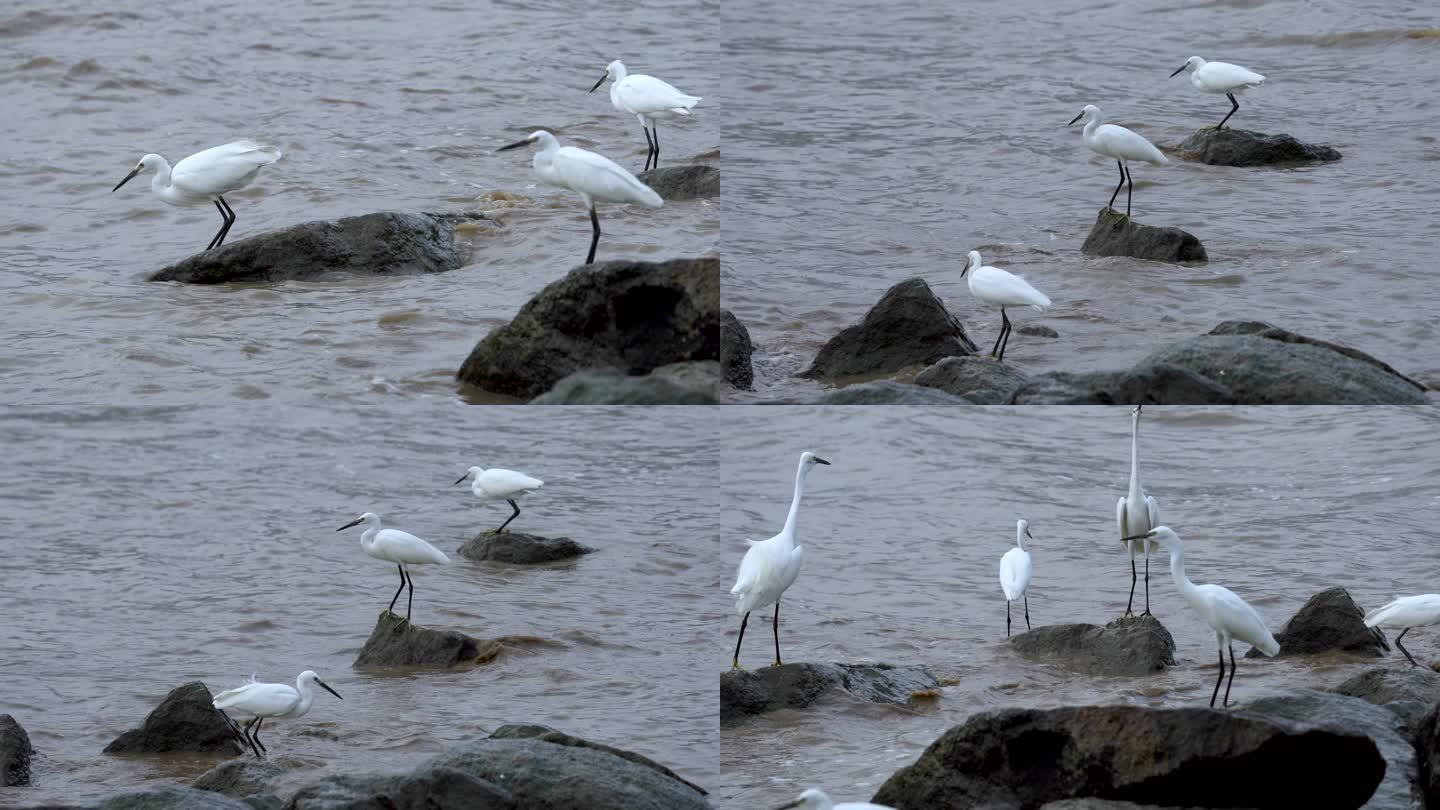 白鹭鸟驻守在激流中的礁石上寻觅食物