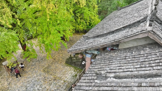 重庆铜梁巴岳山慧光寺银杏树航拍