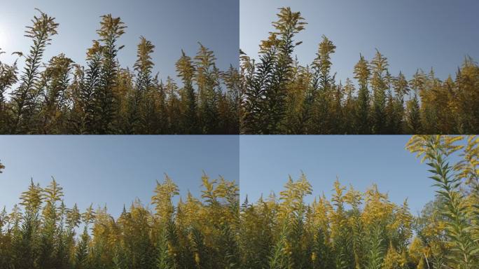 加拿大一枝黄花外来入侵植物物种自然风光