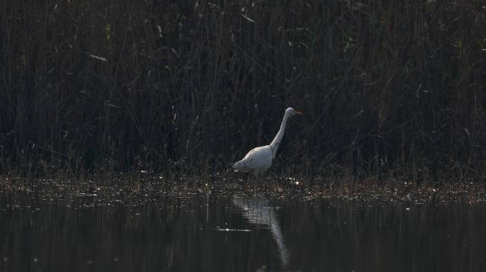 白鹭采食