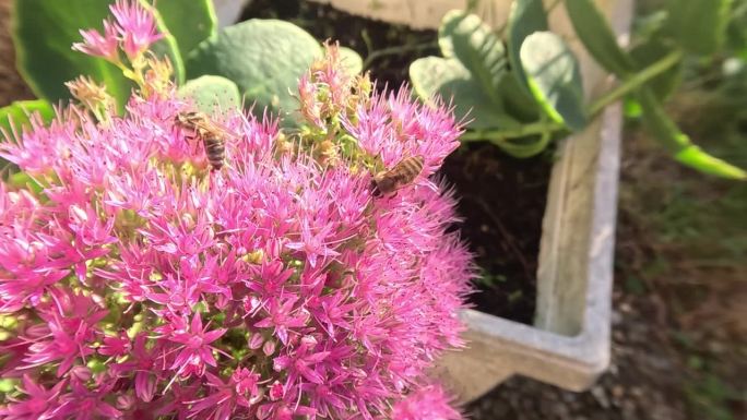 蜜蜂在一朵花上缓慢地收割花粉