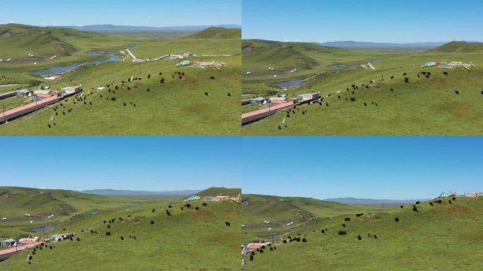 青海 牦牛 草原 高原 青藏高原  牧场