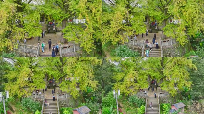 重庆铜梁巴岳山慧光寺银杏树航拍