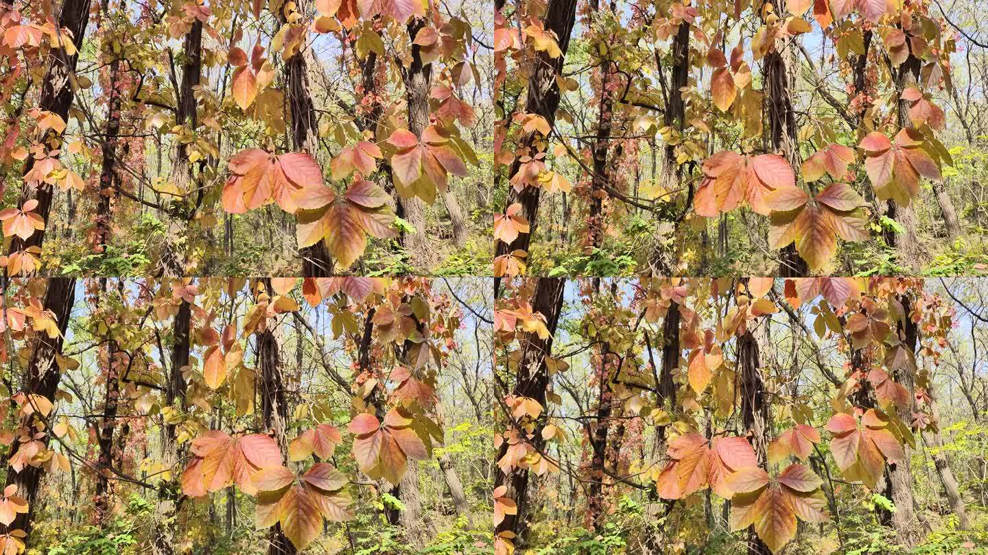 微风中的秋叶色彩斑斓