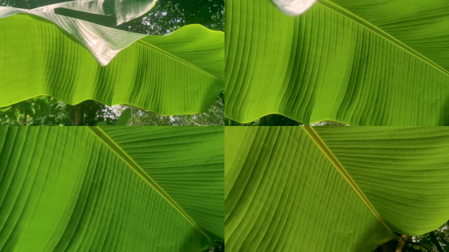 绿色叶子叶脉纹理植物视频素材