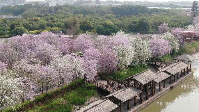 广州海珠湿地紫荆花素材