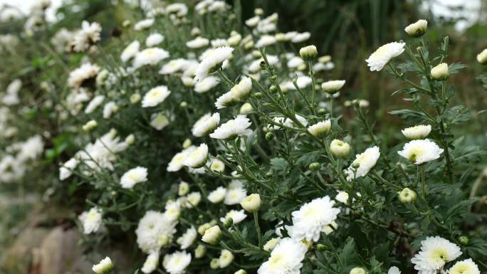 庭院白色菊花唯美秋菊