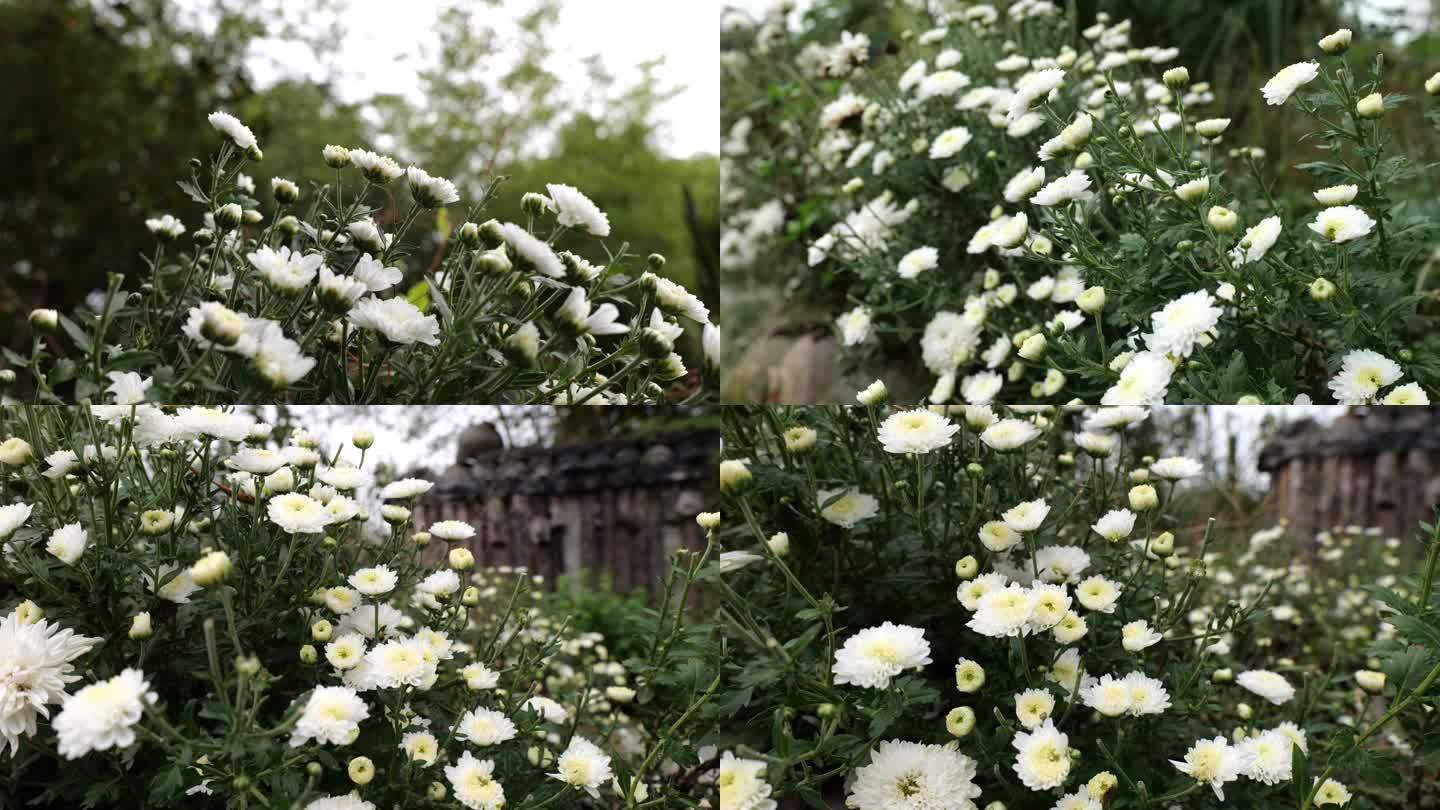 庭院白色菊花唯美秋菊