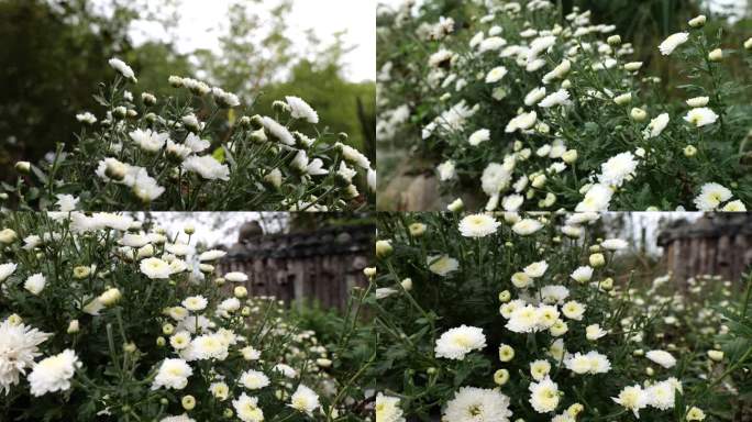 庭院白色菊花唯美秋菊