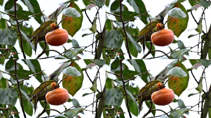 灰头绿啄木鸟吃柿子