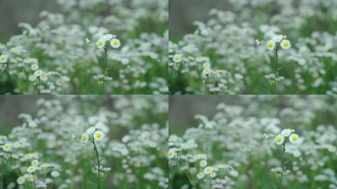 春天里盛开的雏菊慢镜头特写镜头