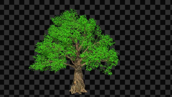 3D渲染树木生长摇曳-带透明通道