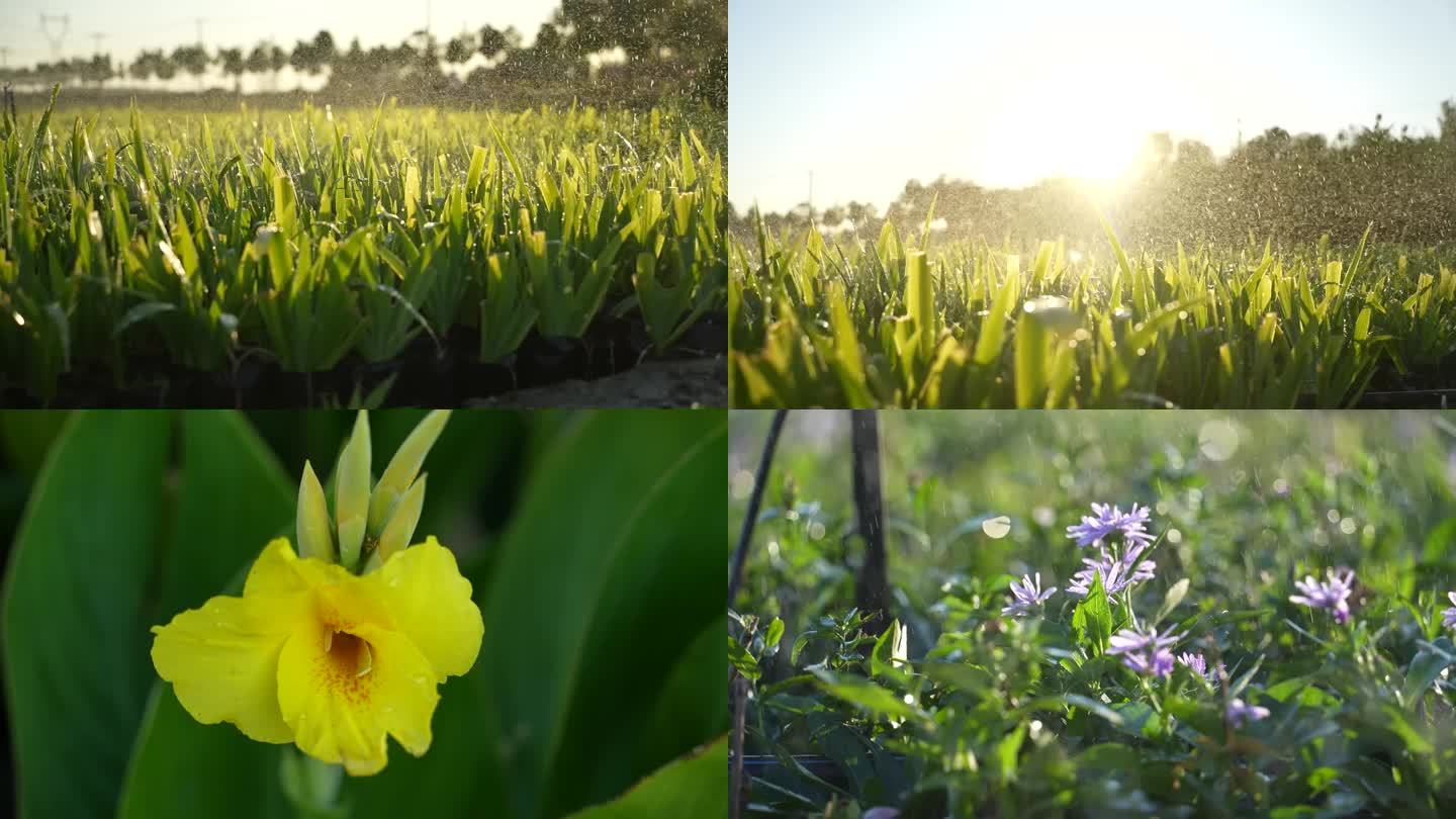 洒水浇花 植物喷水浇花