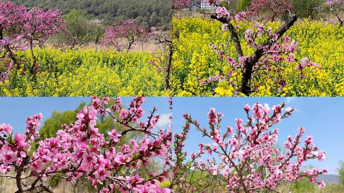 桃花 三月桃花