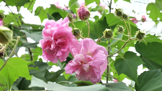 芙蓉花树阳光下的芙蓉花唯美特写