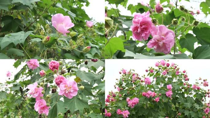 芙蓉花树阳光下的芙蓉花唯美特写