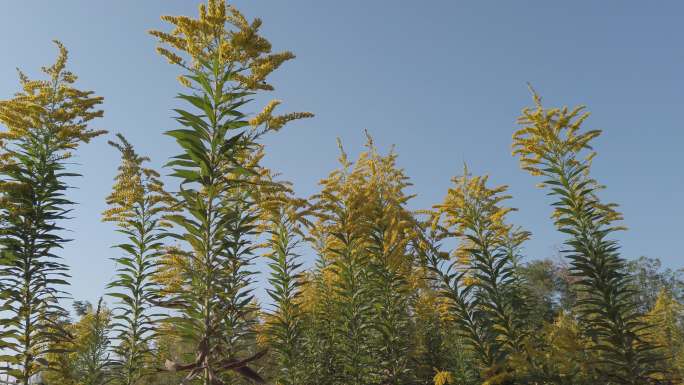 加拿大一枝黄花外来入侵植物物种自然风光