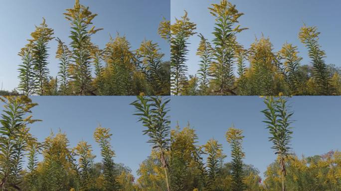 加拿大一枝黄花外来入侵植物物种自然风光