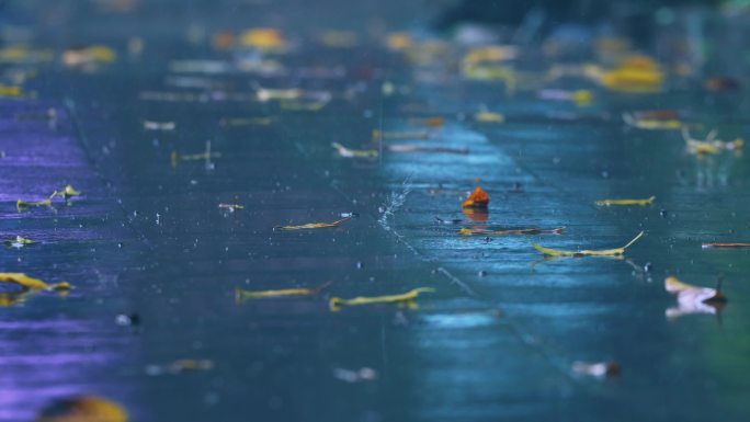 下雨树叶雨滴树木雨景