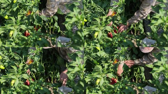 女农民正在收获红灯笼椒。采摘甜红辣椒。