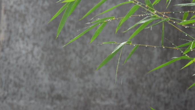 竹叶的水滴