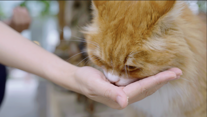 喂猫 投喂 猫吃食 喂食宠物