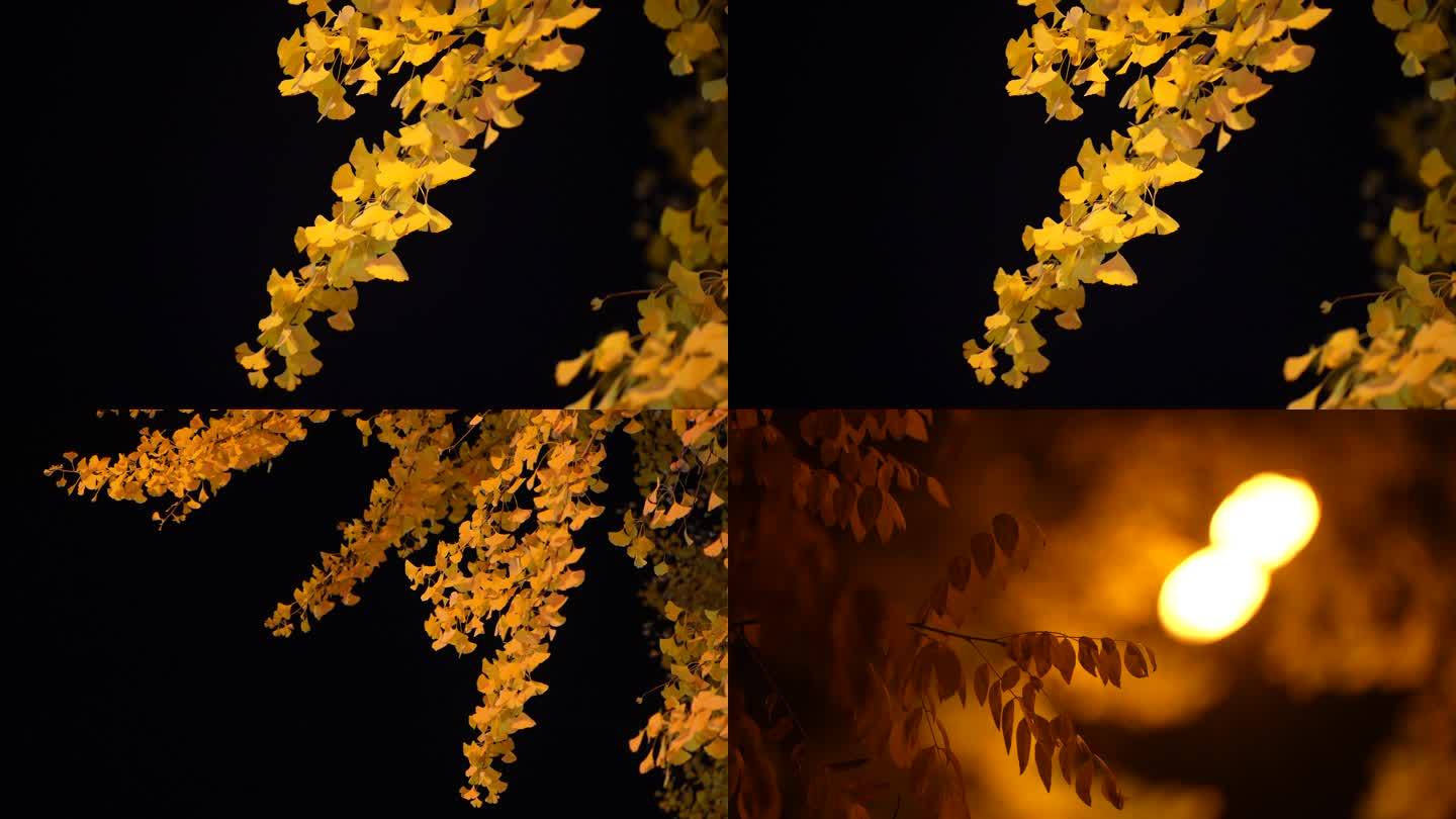 秋天夜景树叶