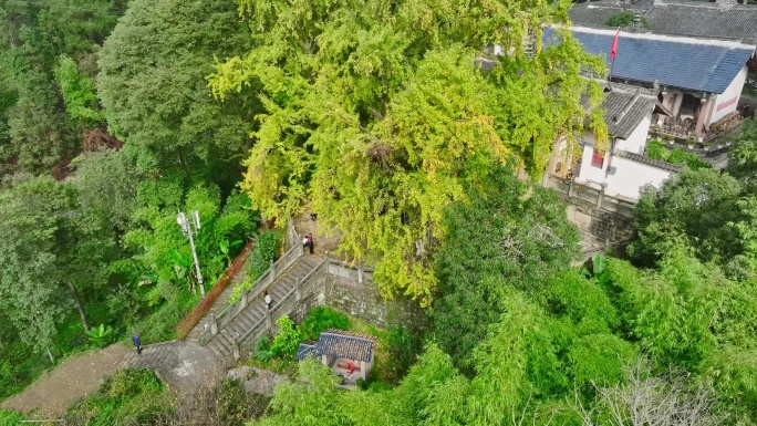 重庆铜梁巴岳山慧光寺银杏树航拍