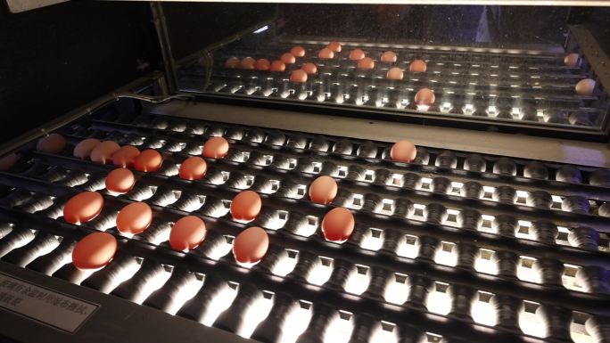 现代化养殖鸡蛋机械化生产流水线生产线