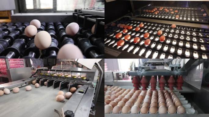 现代化养殖鸡蛋机械化生产流水线生产线