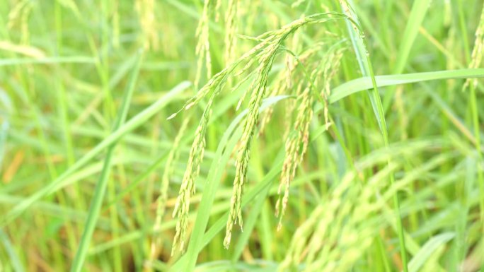 田地里的水稻，是全世界人民从粮食短缺中所需要的食物