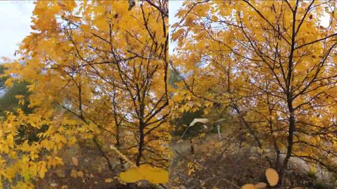 秋天的黄叶落下了。广角视角。