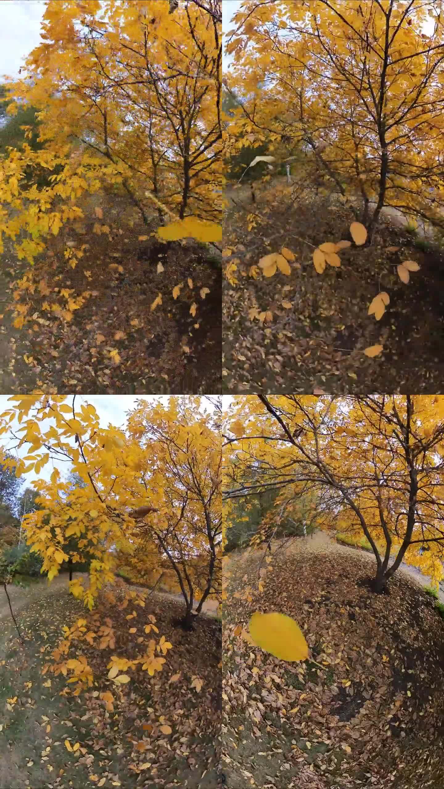 秋天的黄叶落下了。广角视角。