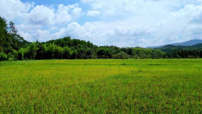 乡村稻田风景