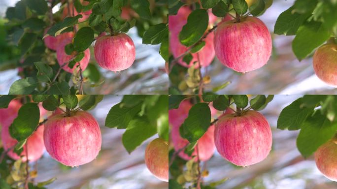 最美苹果，树上的红苹果4K