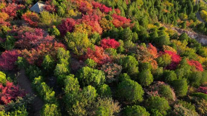 秋天叶子红了舞彩浅山红叶黄栌枫叶五彩斑斓