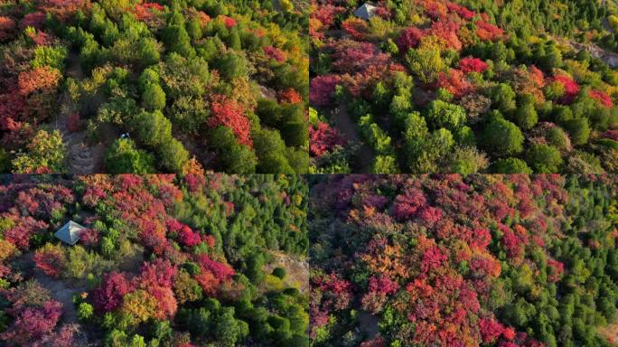 秋天叶子红了舞彩浅山红叶黄栌枫叶五彩斑斓