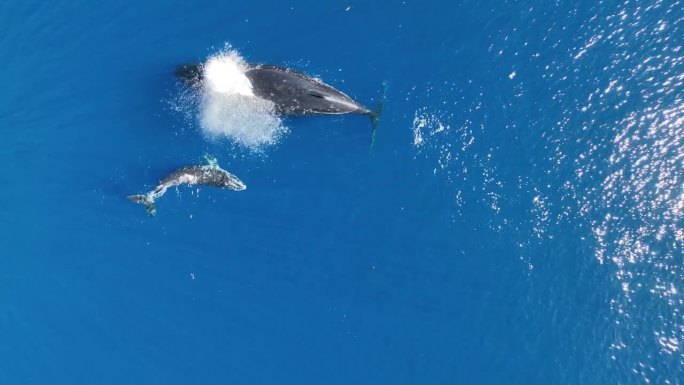 母座头鲸和它的幼崽在莫拉-法属波利尼西亚水域游泳