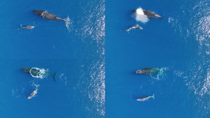 母座头鲸和它的幼崽在莫拉-法属波利尼西亚水域游泳
