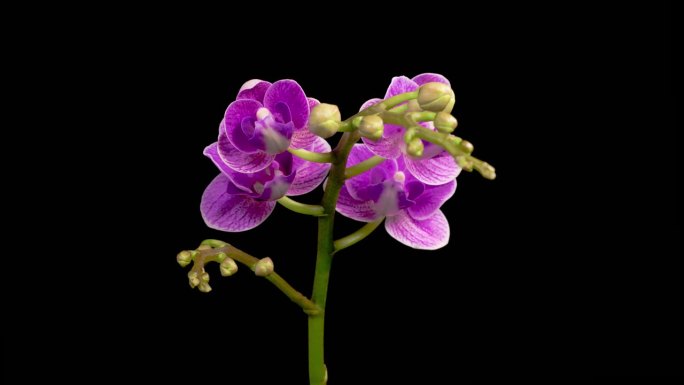 盛开的紫兰花蝴蝶兰花