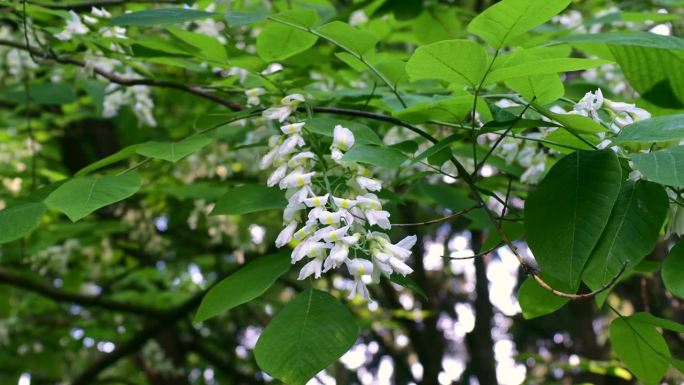 白紫藤(甘氨酸)花在树枝上的花园在春天