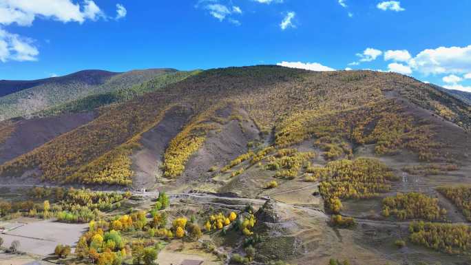 航拍川西新都桥甲根坝秋景彩林风光