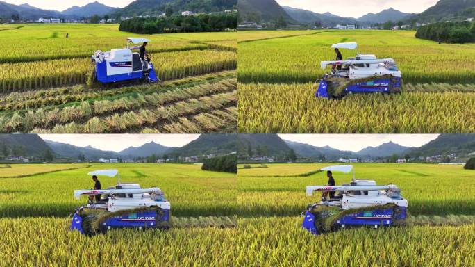 4K 新农村水稻种植机械化收割稻子