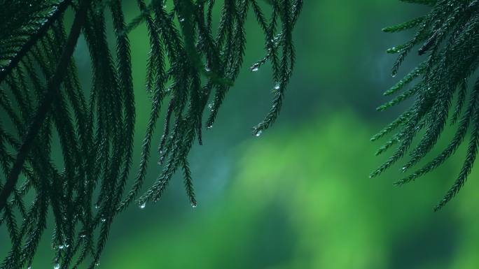 森林下雨树木雨景