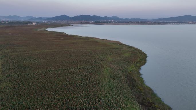 大面积高粱种植基地秋天红高粱丰收水面湖面