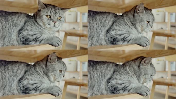 iPhone拍摄的猫咪躲在桌下的镜头