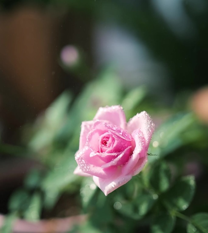 粉玫瑰水珠